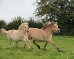 Zuchtstute Ronja (Fjordpferd, 2003, von Douglas II)