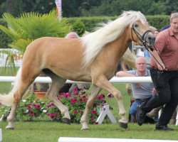 Zuchtstute Amari (Haflinger, 2009, von Adelshüter)