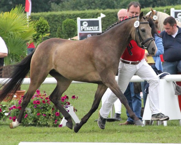 broodmare Nanu (Westphalian, 2009, from Noir de Luxe)