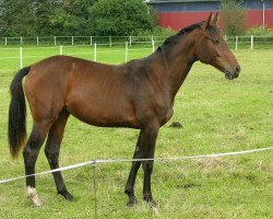 broodmare Dosmana (Holsteiner, 2011, from Cliostro)