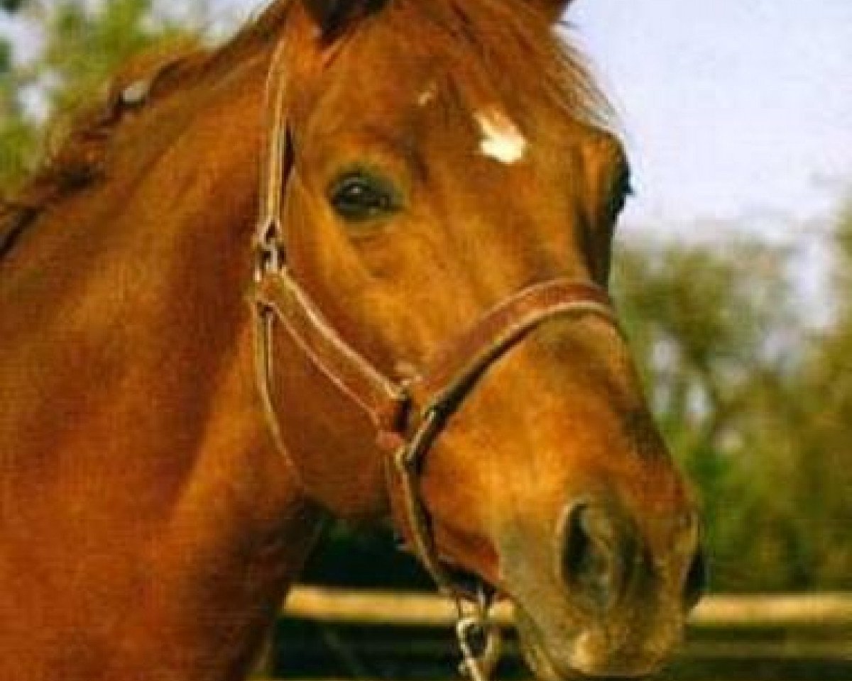 stallion Desir Du Chateau (Selle Français, 1991, from Quidam de Revel)