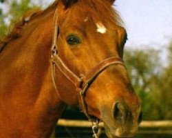 stallion Desir Du Chateau (Selle Français, 1991, from Quidam de Revel)