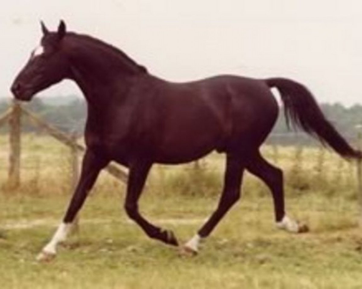 Deckhengst Fleetwater Opposition (Trakehner, 1977, von Danube (Donausturm))
