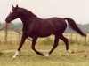 stallion Fleetwater Opposition (Trakehner, 1977, from Danube (Donausturm))