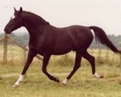 Deckhengst Fleetwater Opposition (Trakehner, 1977, von Danube (Donausturm))