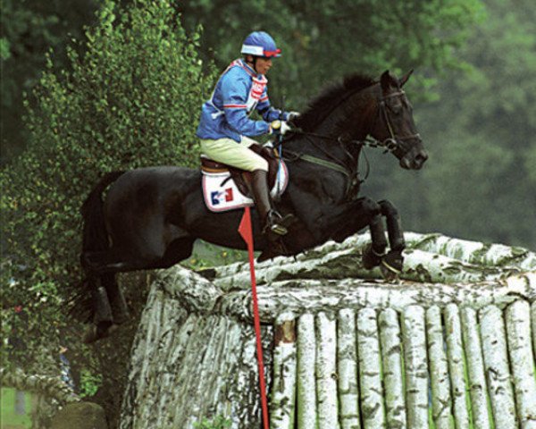 stallion Yarlands Summer Song (anglo european sporthorse, 1986, from Fleetwater Opposition)
