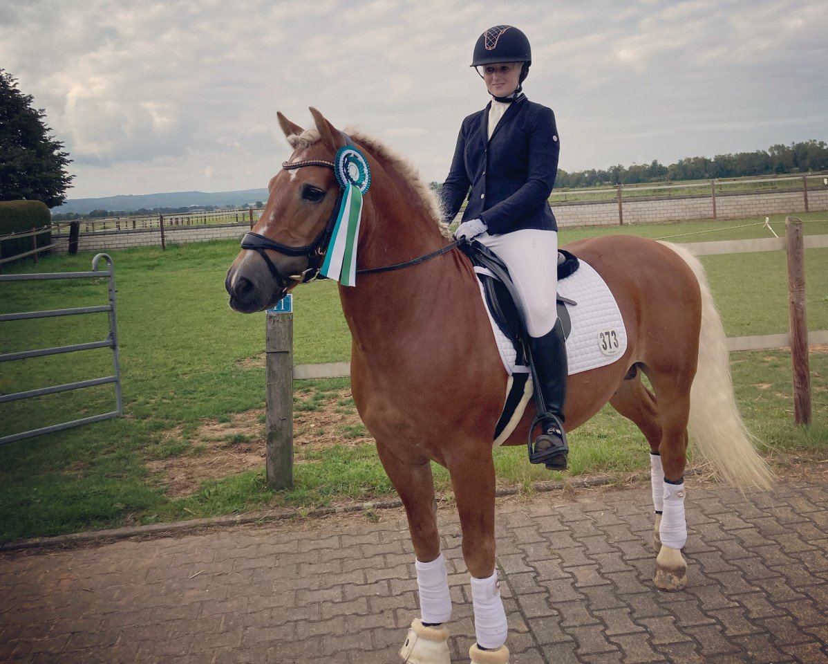 Deckhengst Weltsaum (Haflinger, 2004, von Weltherr)