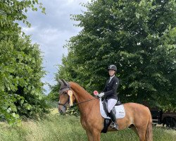 dressage horse Goldwind 15 (Mecklenburg, 2018, from Goldschmidt)