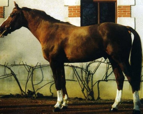 stallion Esterel des Bois (Selle Français, 1992, from Papillon Rouge)