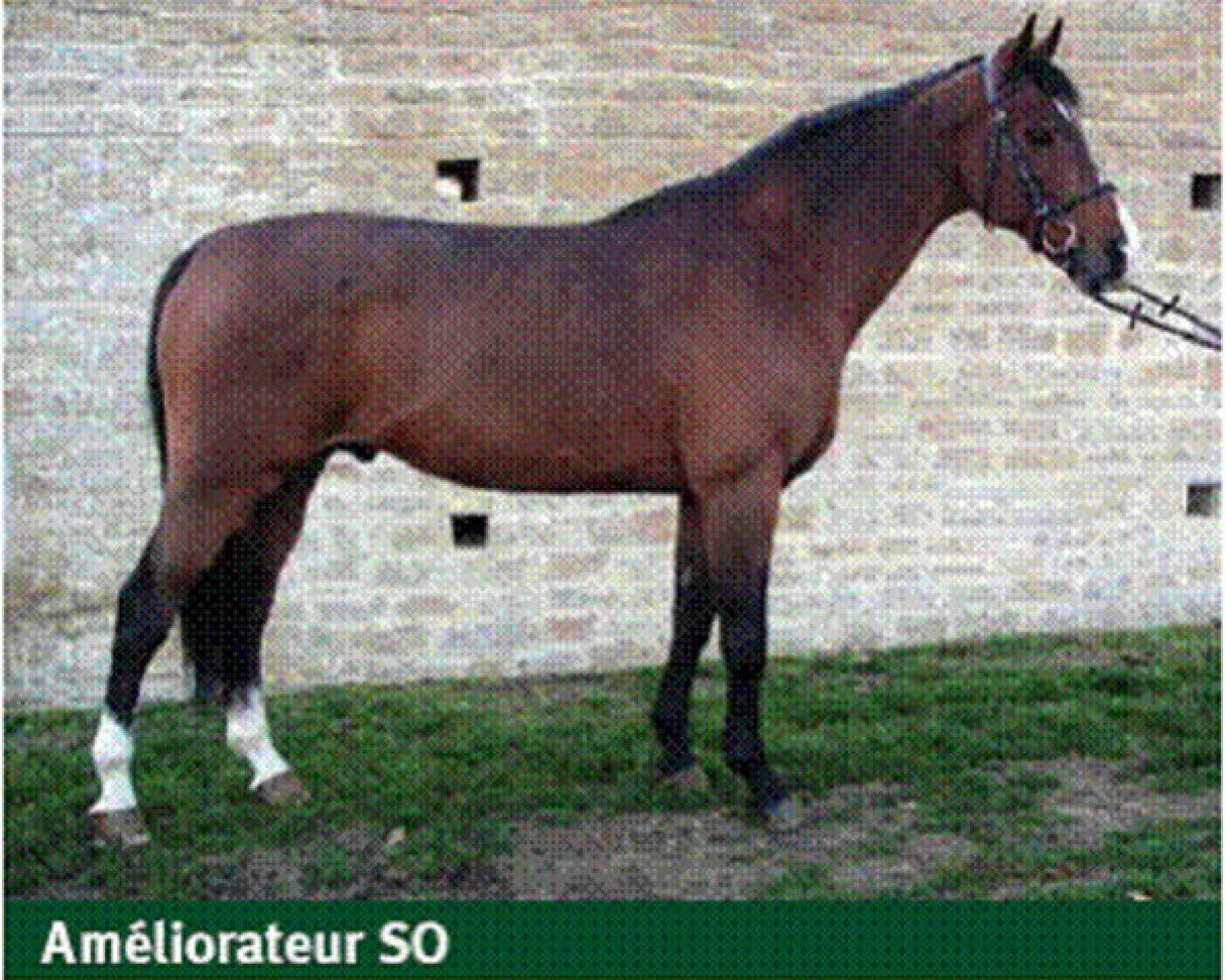 Deckhengst Donald Rouge II (Selle Français, 1991, von Thoas du Theillet)