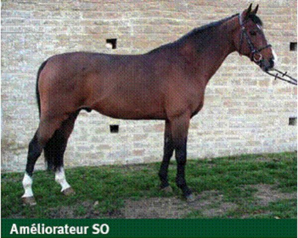 stallion Donald Rouge II (Selle Français, 1991, from Thoas du Theillet)