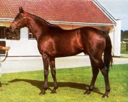 Deckhengst Mill Reef xx (Englisches Vollblut, 1968, von Never Bend xx)