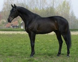 stallion Pharaon xx (Thoroughbred, 1983, from Columbanos xx)