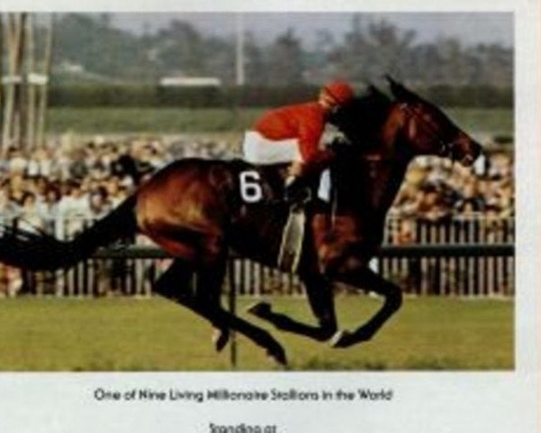 stallion Cougar xx (Thoroughbred, 1966, from Tale of two Cities xx)