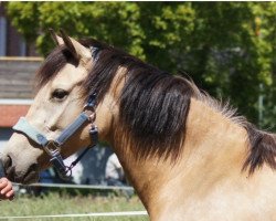 broodmare Cascada (German Riding Pony,  , from Can Dance 3)