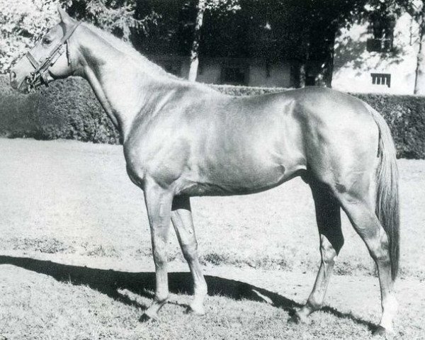 stallion Et Hop AA (Anglo-Arabs, 1970, from Pancho II AA)