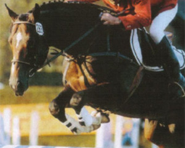 Pferd Karacondo (Belgisches Warmblut, 1987, von Lys de Darmen)