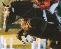 stallion Karacondo (Belgian Warmblood, 1987, from Lys de Darmen)