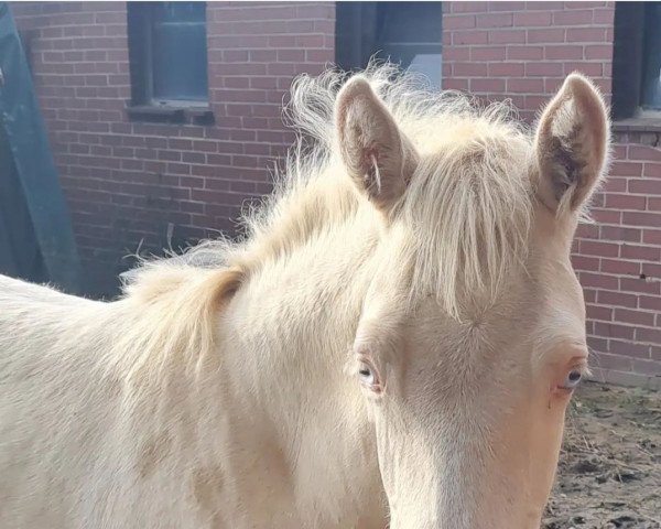 Dressurpferd Glücksstern ST (Deutsches Reitpony, 2021, von Genesis BL)