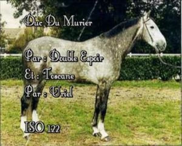 stallion Duc du Murier (Selle Français, 1991, from Double Espoir)