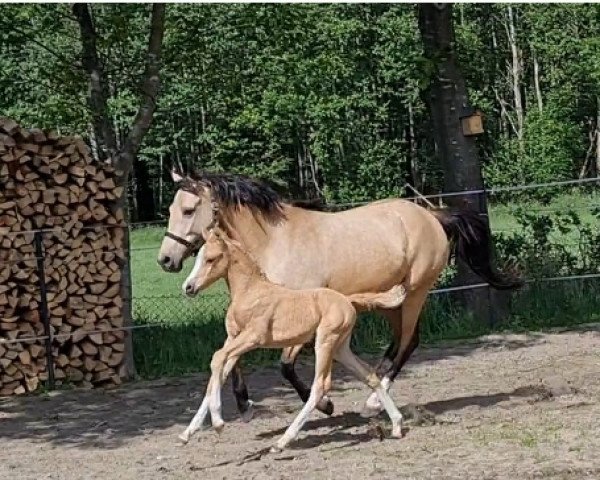 dressage horse Golden Shine ST (German Riding Pony, 2022, from Genesis BL)