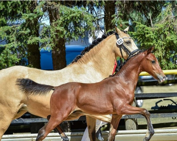 dressage horse Cantaras Dancer (German Riding Pony, 2019, from Can Dance 3)