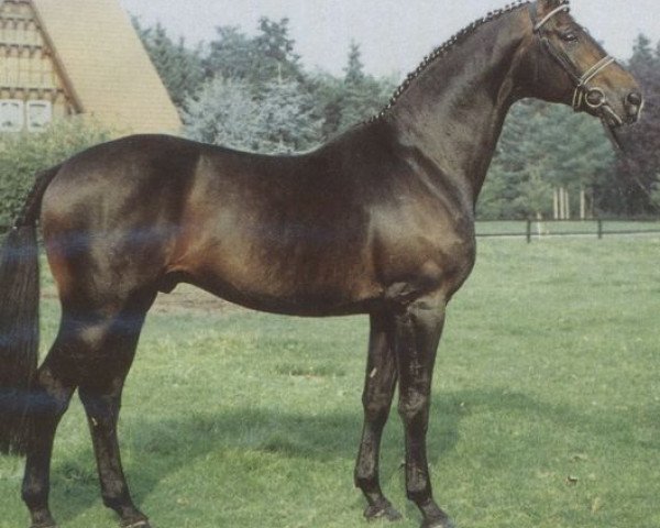 stallion Ramires (Hanoverian, 1984, from Ramino)
