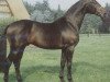 stallion Ramires (Hanoverian, 1984, from Ramino)