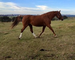 broodmare Optima (Czech Warmblood, 2005, from Rock'n Roll)