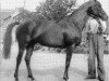 stallion Little Heaven xx (Thoroughbred, 1942, from Bala Hissar xx)