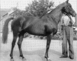 stallion Little Heaven xx (Thoroughbred, 1942, from Bala Hissar xx)