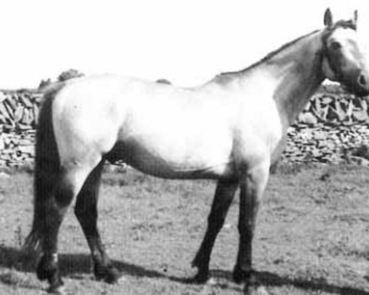 Deckhengst Carna Dun (Connemara-Pony, 1948, von Little Heaven xx)