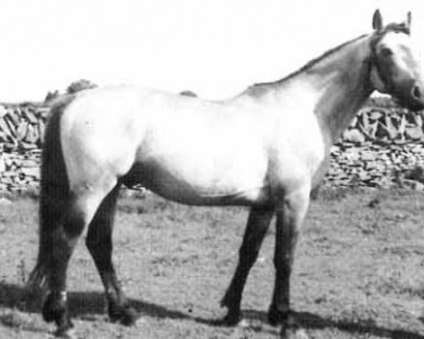 stallion Carna Dun (Connemara Pony, 1948, from Little Heaven xx)