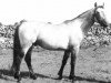 Deckhengst Carna Dun (Connemara-Pony, 1948, von Little Heaven xx)