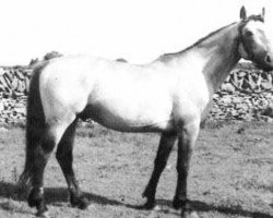 stallion Carna Dun (Connemara Pony, 1948, from Little Heaven xx)