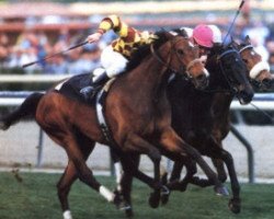 broodmare Annoconnor xx (Thoroughbred, 1984, from Nureyev xx)