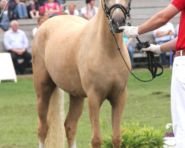broodmare Goldfee (German Riding Pony, 2009, from FS Golden Highlight)