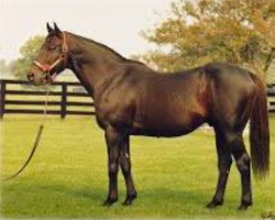 stallion Seattle Slew xx (Thoroughbred, 1974, from Bold Reasoning xx)