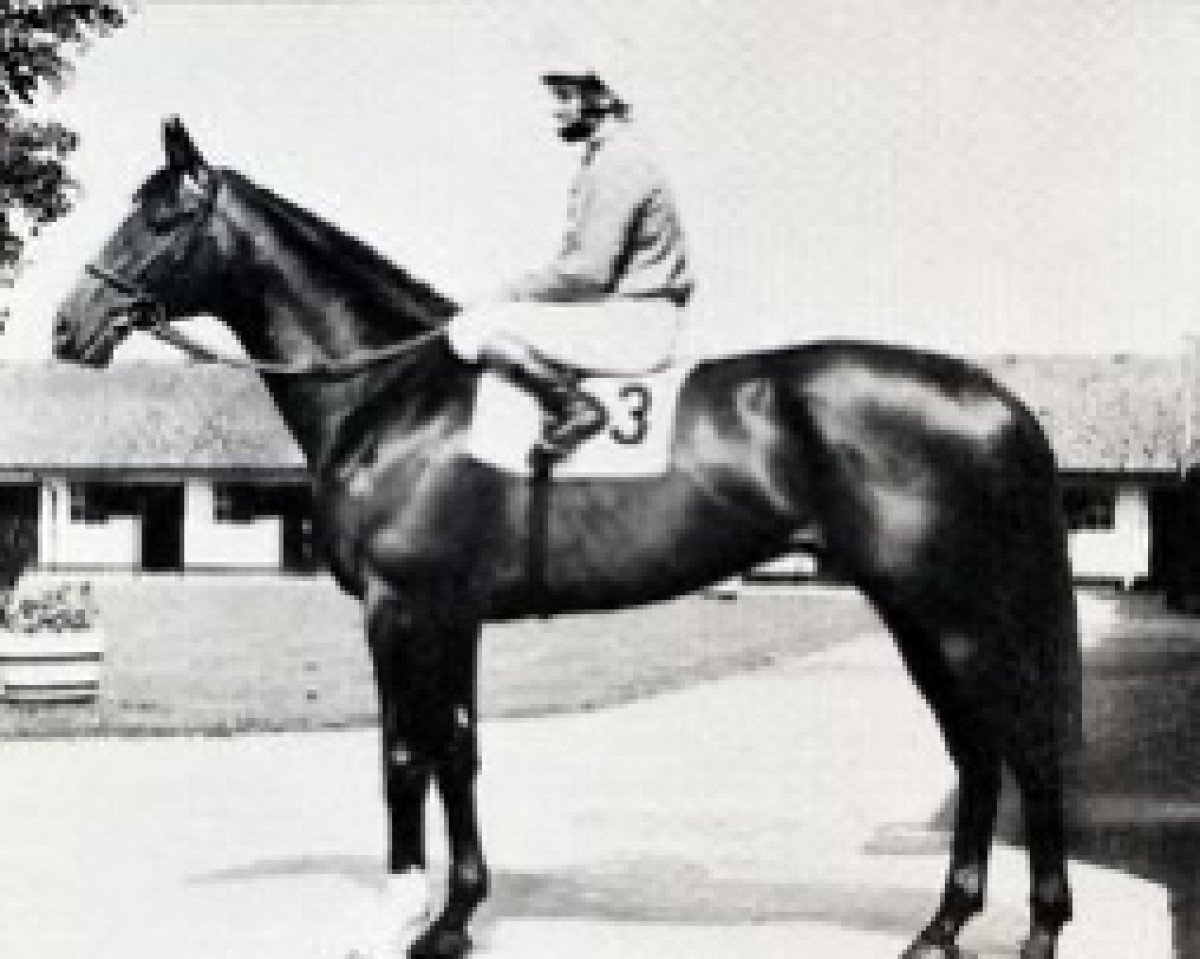 stallion English Prince xx (Thoroughbred, 1971, from Petingo xx)