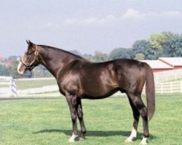 Pferd Wayne County xx (Englisches Vollblut, 1990, von Sadler's Wells xx)