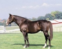 horse Wayne County xx (Thoroughbred, 1990, from Sadler's Wells xx)