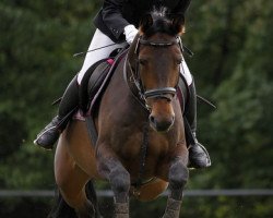 broodmare Elysse (Württemberger, 2004, from Enchantee)