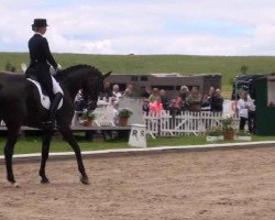 dressage horse Sole Mio 5 (Westphalian, 2004, from Show Star)