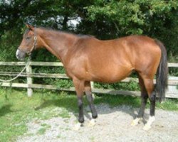 broodmare Lille Hammer xx (Thoroughbred, 1990, from Sadler's Wells xx)