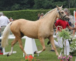 Zuchtstute Glücksfee (Deutsches Reitpony, 2009, von Gandalf)