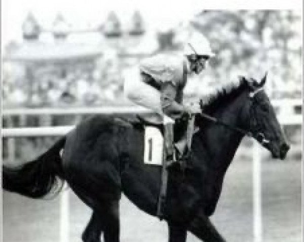 broodmare Sugar Plum Fairy xx (Thoroughbred, 1986, from Sadler's Wells xx)