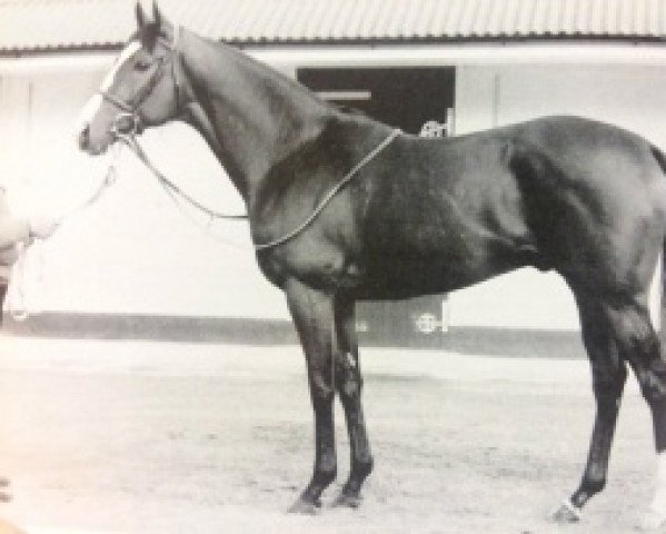 horse Stadler xx (Thoroughbred, 1987, from Sadler's Wells xx)