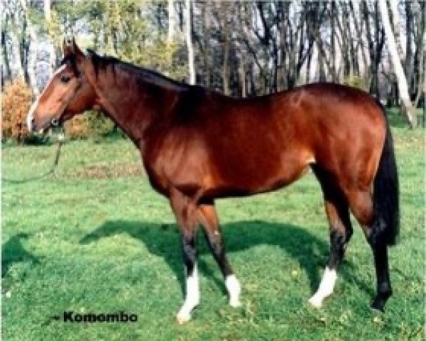 stallion Komombo xx (Thoroughbred, 1988, from Sadler's Wells xx)