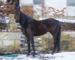 horse Marcham xx (Thoroughbred, 1988, from Sadler's Wells xx)