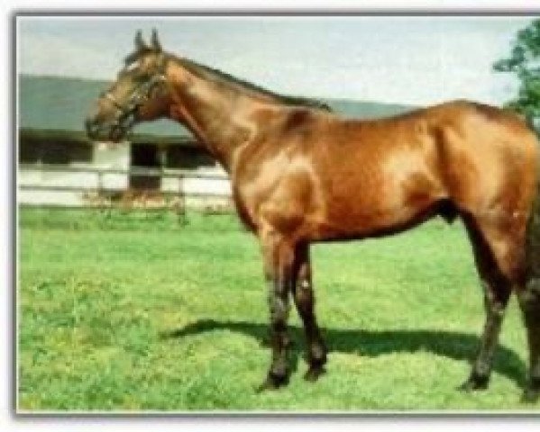 stallion Alnasr Alwasheek xx (Thoroughbred, 1989, from Sadler's Wells xx)